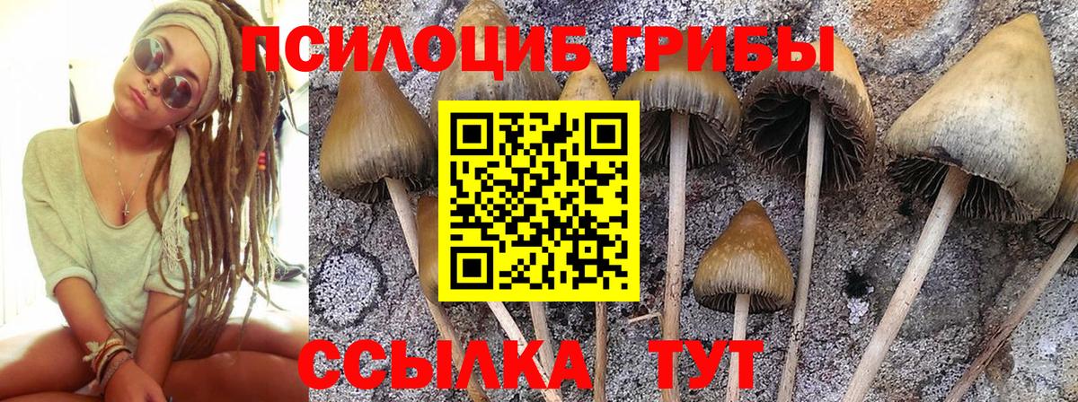 Псилоцибиновые грибы мухоморы Дмитров